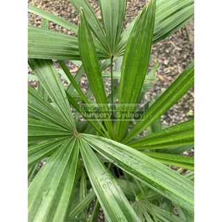 Rhapis Palm Large 300Mm Pot Excelsa Default Type