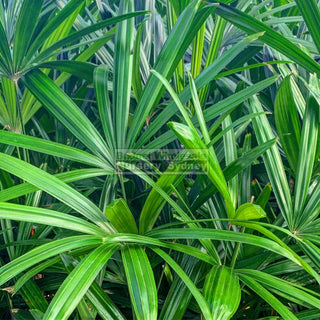 Rhapis Palm Large 300Mm Pot Excelsa Default Type