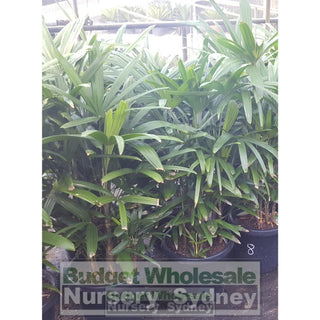 Rhapis Palm Large 300Mm Pot Excelsa Default Type