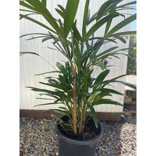 Rhapis Palm Large 300Mm Pot Excelsa Default Type