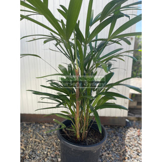 Rhapis Palm Large 300Mm Pot Excelsa Default Type