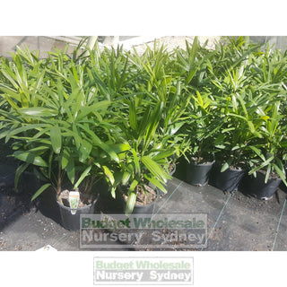 Rhapis Palm Large 300Mm Pot Excelsa Default Type