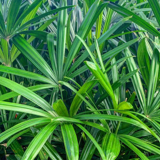 Rhapis Palm Large 300Mm Pot Excelsa Default Type