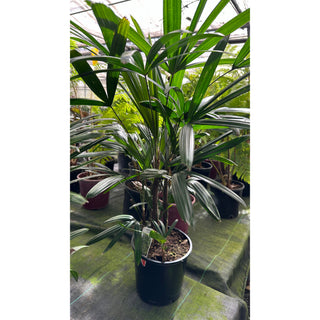 Rhapis Palm Large 300Mm Pot Excelsa Default Type