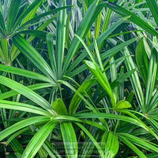 Rhapis Palm Large 300Mm Pot Excelsa Default Type