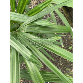 Rhapis Palm Large 300Mm Pot Excelsa Default Type