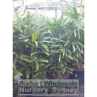 Rhapis Palm Large 300Mm Pot Excelsa Default Type