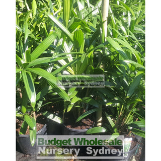 Rhapis Palm Large 300Mm Pot Excelsa Default Type