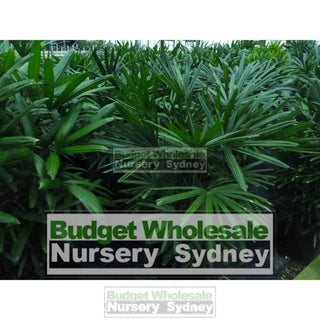 Rhapis Palm Large 300Mm Pot Excelsa Default Type