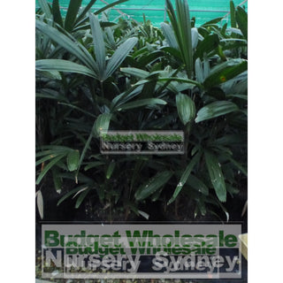 Rhapis Palm Large 300Mm Pot Excelsa Default Type