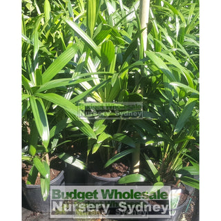 Rhapis Palm Large 300Mm Pot Excelsa Default Type