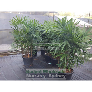 Rhapis Palm Xlarge 400Mm Pot Excelsa Default Type