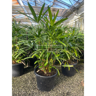 Rhapis Palm Xlarge 400Mm Pot Excelsa Default Type