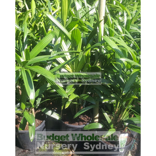 Rhapis Palm 200Mm Pot Excelsa Default Type
