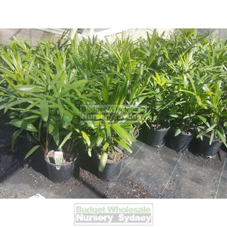 Rhapis Palm 200Mm Pot Excelsa Default Type