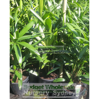 Rhapis Palm 200Mm Pot Excelsa Default Type