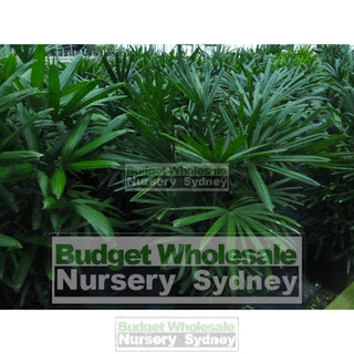 Rhapis Palm 200Mm Pot Excelsa Default Type