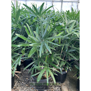 Rhapis Palm Xlarge 400Mm Pot Excelsa Default Type