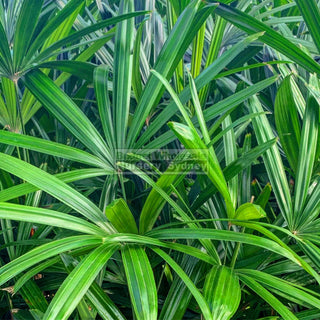 Rhapis Palm Xlarge 400Mm Pot Excelsa Default Type