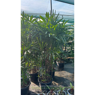 Rhapis Palm Tall (1.5M) 400Mm Pot Excelsa Default Type