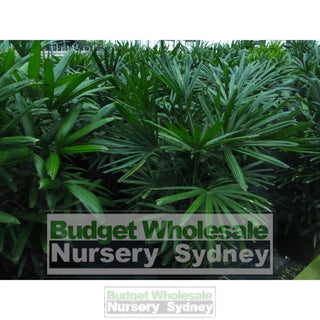 Rhapis Palm Xlarge 400Mm Pot Excelsa Default Type