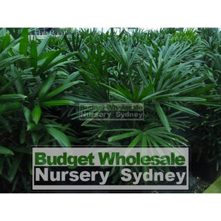 Rhapis Palm Xxlarge 500Mm Pot Excelsa Default Type