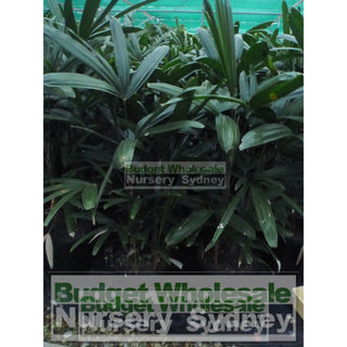 Rhapis Palm Xxlarge 500Mm Pot Excelsa Default Type
