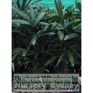 Rhapis Palm Xxlarge 500Mm Pot Excelsa Default Type