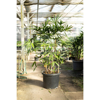 Rhapis Palm Xxlarge 500Mm Pot Excelsa Lady Finger Palm Default Type
