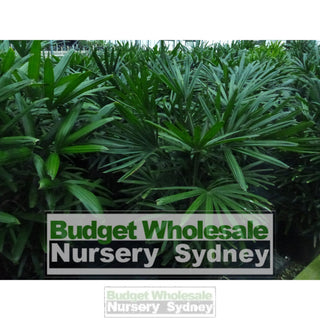 Rhapis Palm Xxlarge 500Mm Pot Excelsa Default Type