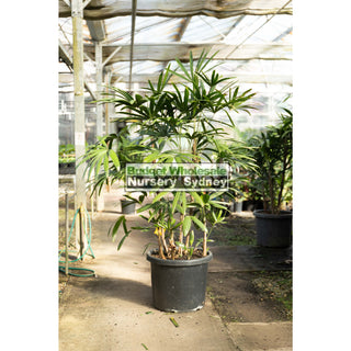 Rhapis Palm Xxlarge 500Mm Pot Excelsa Lady Finger Palm Default Type