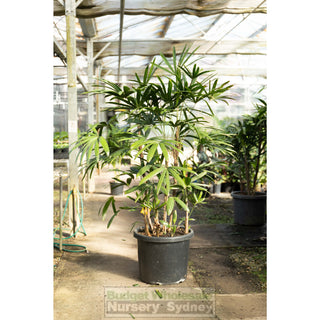 Rhapis Palm Xxlarge 500Mm Pot Excelsa Lady Finger Palm Default Type
