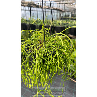 Rhipsalis Mixed 140Mm Hanger Default Type