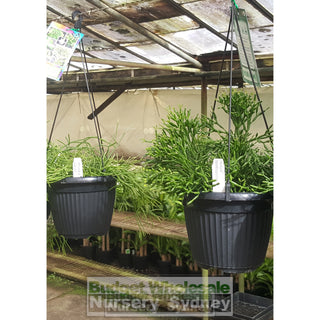 Rhipsalis Mixed 175Mm Hanger Default Type