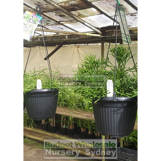 Rhipsalis Mixed 175Mm Hanger Default Type