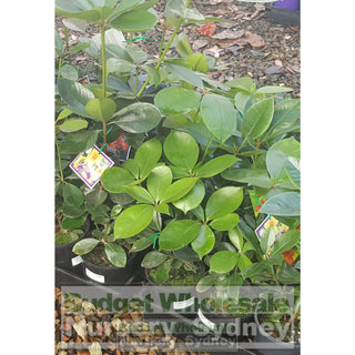 Rhododendron Vireya 140Mm Default Type