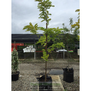 Robinia Pseudoacacia Frisia 75Lt Default Type