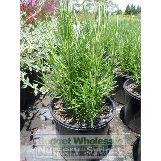 Rosemary Officinalis 140Mm Pot Plants