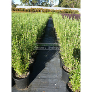 Rosemary Officinalis 200Mm Pot Plants