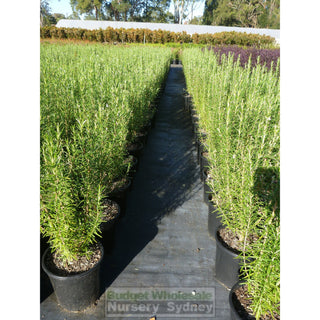 Rosemary Officinalis 200Mm Pot Plants