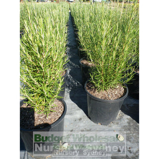Rosemary Officinalis 200Mm Pot Plants