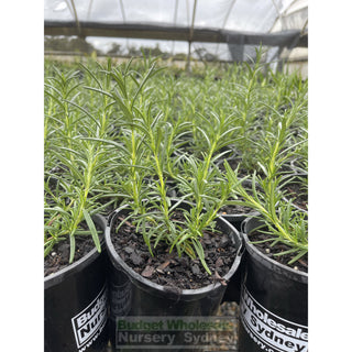 Rosemary Pink Hybrid 140Mm Pot Plants