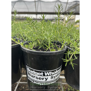 Rosemary Prostrate Ground Cover 140Mm Pot Plants