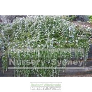 Rosemary Prostrate Ground Cover 140Mm Pot Plants