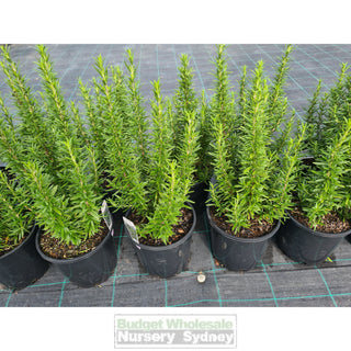 Rosemary Tuscan Blue 200Mm Pot Plants