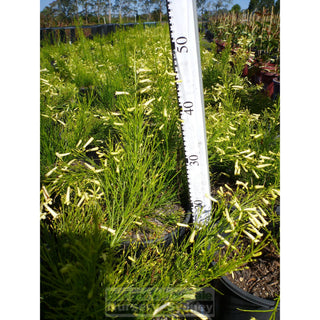 Russelia Lemon Falls 200Mm Pot. Plants