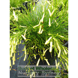 Russelia Lemon Falls 200Mm Pot. Plants