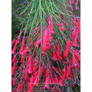 Russelia Ruby Falls 200Mm Pot Plants