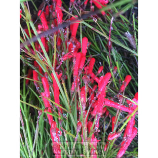 Russelia Ruby Falls 200Mm Pot Plants