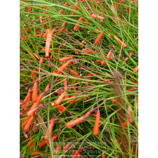 Russelia Ruby Falls 200Mm Pot Plants
